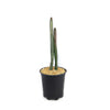 Night blooming cereus &