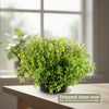Baby Tears Plants ‘Pilea depressa’