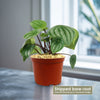 Watermelon Peperomia Plant