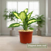Dieffenbachia Camille (Dumb Cane)