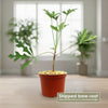 Kiepersol Tree ‘Cussonia paniculata’