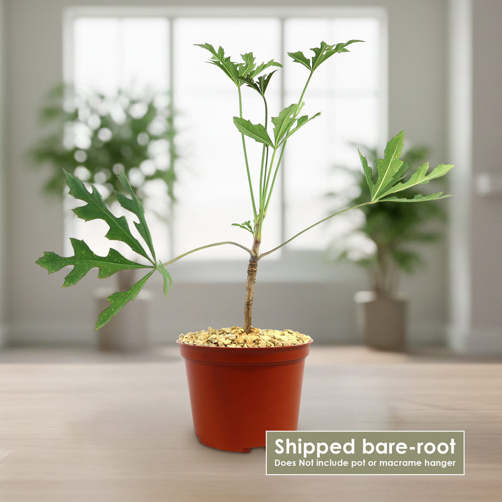Kiepersol Tree ‘Cussonia paniculata’