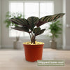 Pinstripe plant ‘Calathea ornata’
