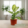 Dieffenbachia ‘Amy’ Plant