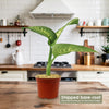 Tropic Snow Dieffenbachia