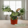Peacock Plant - Calathea makoyana