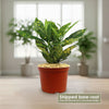 Croton Gold Dust - Codiaeum variegatum ‘Gold dust’