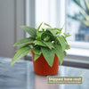 Cebu Blue Pothos Plant - Epipremnum pinnatum ‘Cebu Blue’
