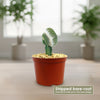 Notocactus scopa inermis crested grafted
