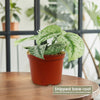 Satin Pothos &