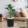 Front view of Adenium Obesum Shada showcasing its swollen trunk and foliage in a black pot; No Pot Option ships bare root