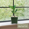 Front view of Adenium Obesum Shada showcasing green foliage in a black pot by a window, labeled No Pot Option