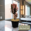 Front view of African Milk Tree Euphorbia trigona Rubra showing vibrant red branching stems indoors, no pot option ships bare root