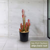 Front view of African Milk Tree Euphorbia trigona Rubra showcasing vibrant red stems against a pale wood wall