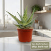 Aloe Delta Dawn