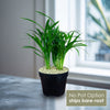Areca Palm ‘Dypsis lutescens’