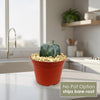 Front view of Bishop’s Cap Cactus showcasing its textured green stem with No Pot Option text in a bright kitchen