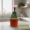 Beavertail Cactus &