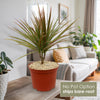 Bicolor Dragon Tree - Dracaena marginata ‘Bicolor’