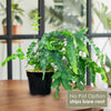 Front view of Blue Star Fern showcasing cascading blue-green fronds in a black nursery pot with a bright window background