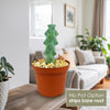 Boobie Cactus in an orange pot in a living room, labeled no pot option ships bare root