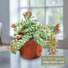 Burro’s Tail Succulent - Sedum morganianum ‘Burrito’