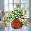 Burro’s Tail Succulent - Sedum morganianum ‘Burrito’