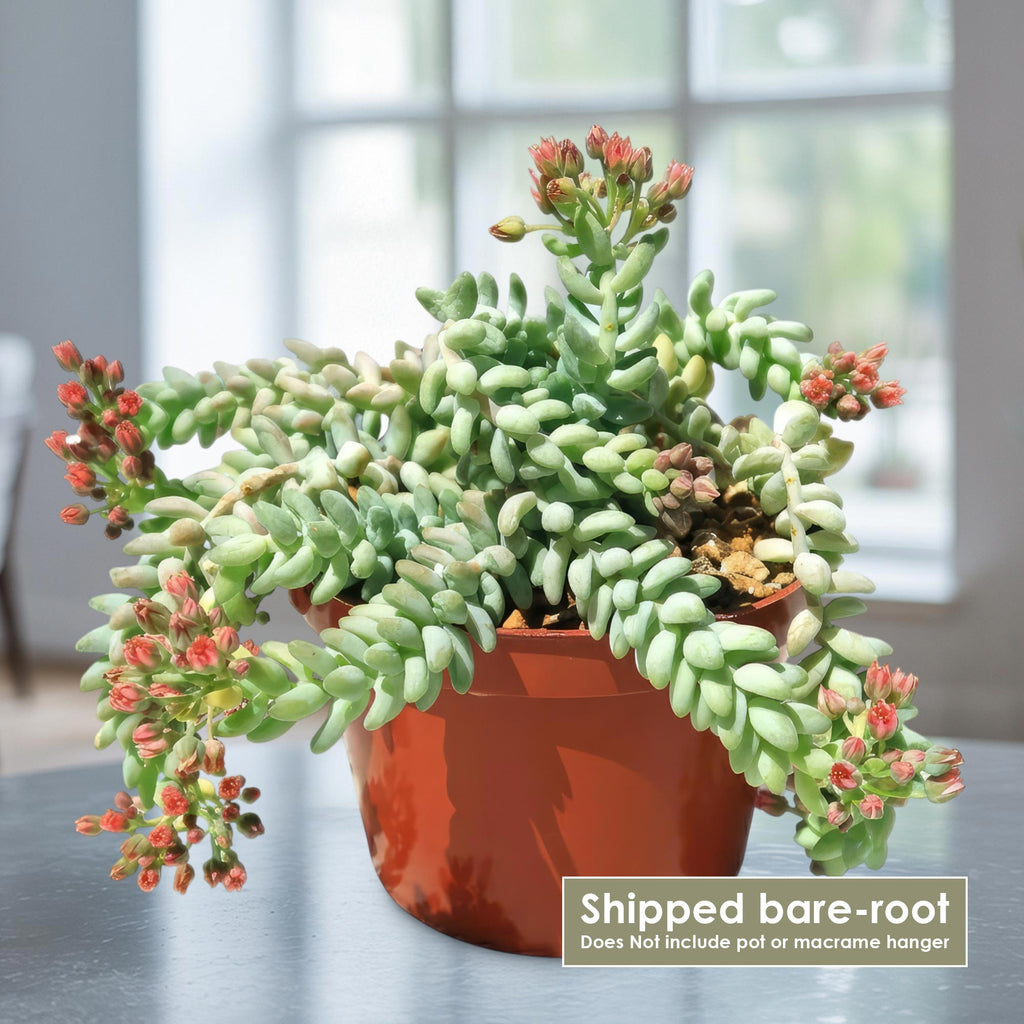 patrol_placeholder_a6ead9acc5af34cb22c78a05ed144ef7