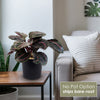Calathea dottie
