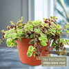 Calico Kittens Plant - Crassula marginalis rubra ‘Variegata’