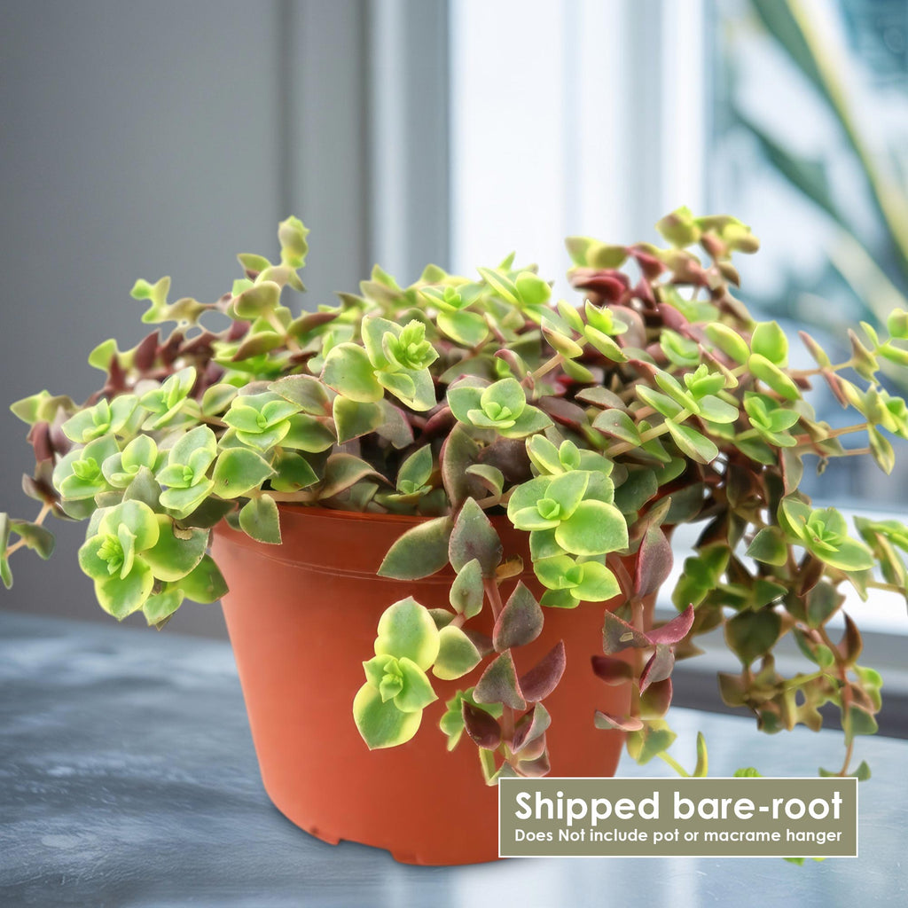 patrol_placeholder_a6ead9acc5af34cb22c78a05ed144ef7