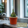 Fairy Castle Cactus - Acanthocereus Tetragonus Monstrose