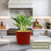 Chinese Evergreen Plant - Aglaonema ‘Phuket’