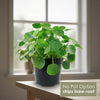 Front view of Chinese Money Plant Pilea peperomioides showcasing round green leaves beside a bright window