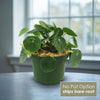 Front view of Chinese Money Plant Pilea peperomioides with coin shaped green leaves by a bright window and No Pot Option text