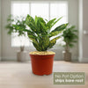 Croton Gold Dust - Codiaeum variegatum ‘Gold dust’