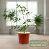 Cussonia spicata