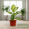 Front view of Dieffenbachia Amy plant showcasing variegated leaves in a red pot with an indoor background