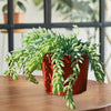 Donkey Tail Plant &