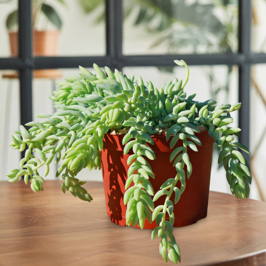 patrol_placeholder_a6ead9acc5af34cb22c78a05ed144ef7