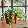 Donkey Tail Plant &