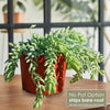 Donkey Tail Plant &