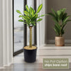 Corn Plant – Dracaena fragrans ‘Massangeana’
