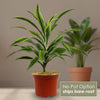 Dracaena fragrans lemon lime (Dragon Plant)