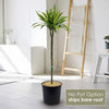Dracaena fragrans lemon lime (Dragon Plant)