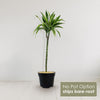 Dracaena fragrans lemon lime (Dragon Plant)