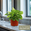 Epipremnum ‘Monet Sol’ Pothos Plant