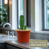 Euphorbia anoplia tanzania zipper plant