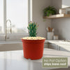 Euphorbia fasciculata schoenlandii