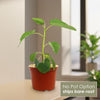 Front view of Ficus brandegeei showcasing heart-shaped green leaves in a red pot near a window